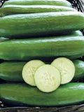 Cucumber Vegetable Seeds 10+ Muncher Mini Seedless Cucumber Seeds Lebanese Type***Fast Flat Rate Shipping All Canadian Heirloom Seeds seeds bulk