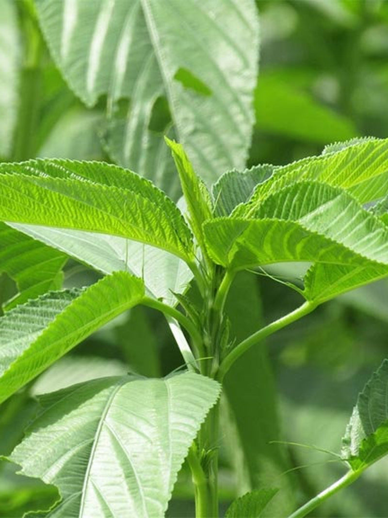 400+ Jute Plant Seeds | Edewu, Rau Day, Egyptian Spinach (Non-GMO) seeds bulk