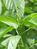 400+ Jute Plant Seeds | Edewu, Rau Day, Egyptian Spinach (Non-GMO) seeds bulk