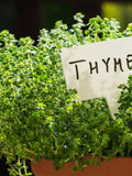 Herb Seeds 200+ Organic - English Thyme Herb Seeds - Heirloom All Canadian Heirloom Seeds seeds bulk