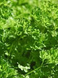 Herb Seeds 200+ Organic - Forest Green Parsley Herb Seeds - Heirloom All Canadian Heirloom Seeds seeds bulk