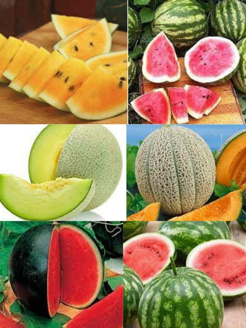 Ultimate Melon Collection - 125+ Melon Seeds  -Heirloom All Canadian Heirloom Seeds seeds bulk