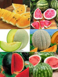 Ultimate Melon Collection - 125+ Melon Seeds  -Heirloom All Canadian Heirloom Seeds seeds bulk