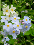 Woodland Forget-Me-Not Seeds Myositis Sylvatica FLOWER DELIVERY