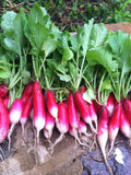 French Breakfast Radish Seeds,  Vegetable Seeds  - Super delicious, fast growing, and crisp seeds bulk