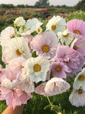 30 CUPCAKES BLUSH Cosmos Seeds Cosmea Schmuckkšrbchen Samen Graines Zaden Semi Semillas Somen flower seeds