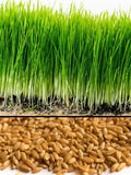 Wheat Grass Seed 1 LB (13,500+seeds) - Guaranteed to Grow, Pets Friendly seeds bulk