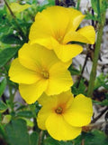 50+seeds Sky Golden Flax (Linum Usitatissimum yellow) Seeds Organic flower spore
