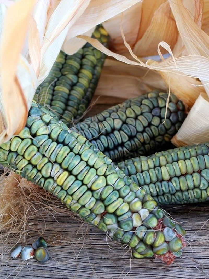 15 seeds Cute Green & Gold Dent Corn  Heirloom Variety untreated - Edible popcorn seeds bulk