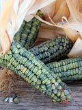 15 seeds Cute Green & Gold Dent Corn  Heirloom Variety untreated - Edible popcorn seeds bulk