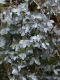 EUCALYPTUS MOON LAGOON Tree Seeds -  Eucalyptus Latens Moon Lagoon l Narrow Leaved Red Mallee l Fine Leaved Mallee l Non Gmo Gum Tree Seeds seeds bulk
