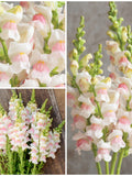 12+ APPLE BLOSSOM SNAPDRAGON Flower Seeds - Tall AppleBlossom Snapdragon l Gorgeous Fresh Cut Flowers from the Garden - Fresh Flower Seeds flower seeds