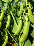Sugar Snap Pea Seeds - Cascadia(Edible Pod type). Vegetable Seeds. seeds bulk