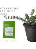 Blue Eucalyptus - Eucalyptus Seeds - Plant your own Eucalyptus at home - Eucalyptus house plant - Easy to grow - Party Favor Seeds - Seeds . seeds bulk
