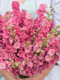 50 Carmine cottage garden seeds - Flower Balcony perennial Outdoor Cut Organic seeds bulk