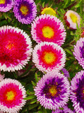 Aster Hi-No-Maru Seed Mix - Callistephus chinensis l Tricolour Pink Purple and Yellow Aster Garden Seeds seeds bulk