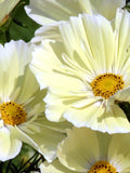 20 seeds Cosmos Zanthos (Yellow) FLOWER DELIVERY