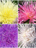 Aster Nova Flower Seeds - China Aster SEEDS l Fresh Cut Flower Bouquet l Large Spider Type Aster l Pin Needle Peddles - Flower Garden Seeds flower spore