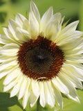 10 seeds ProCut White Nite Sunflower flower spore