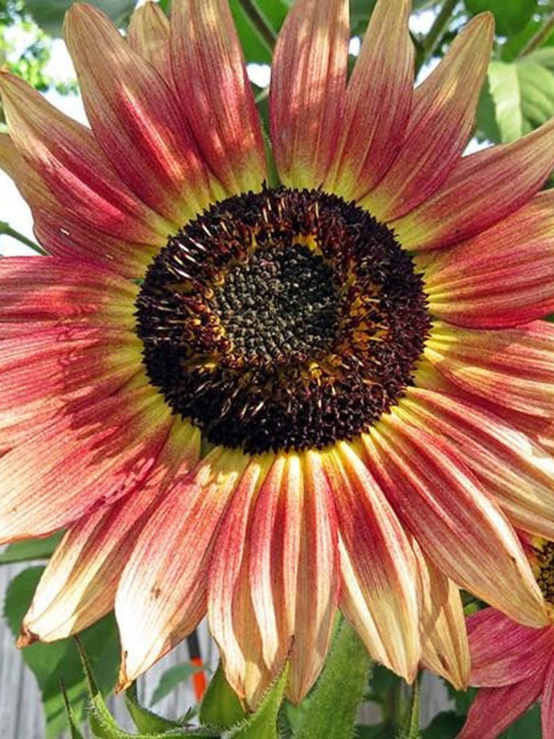 15 seeds Gypsy Charmer - Triple Color Explosion Sunflower Helianthus annuus flower spore