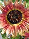15 seeds Gypsy Charmer - Triple Color Explosion Sunflower Helianthus annuus flower spore