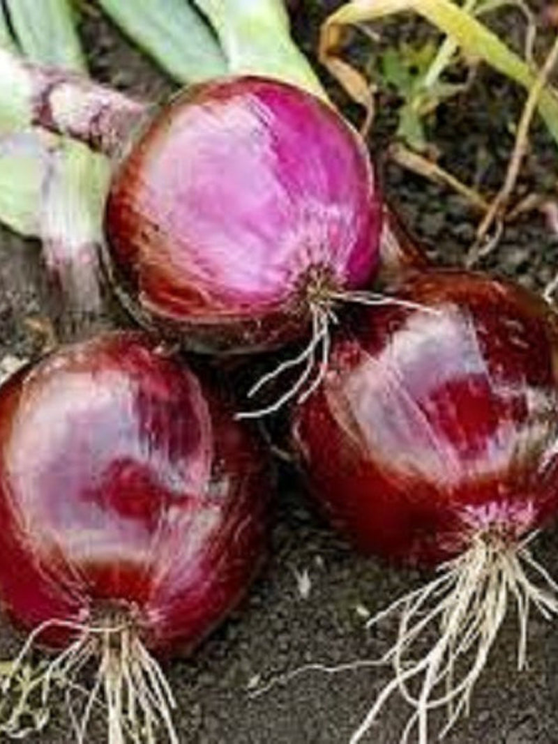 Vegetable Seeds 150+ Ruby Red Onion Seeds- Heirloom All Canadian Heirloom Seeds seeds bulk