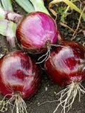 Vegetable Seeds 150+ Ruby Red Onion Seeds- Heirloom All Canadian Heirloom Seeds seeds bulk