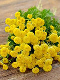 50 seeds golden Chrysanthemum tanacetum parthenium flower seeds
