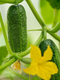 PATIO SNACKER CUCUMBER Seeds - Compact Container Cucumbers / Patio Snacker Cucumber for  Trellis or Small Gardens / Compact Cucumber Seeds seeds bulk