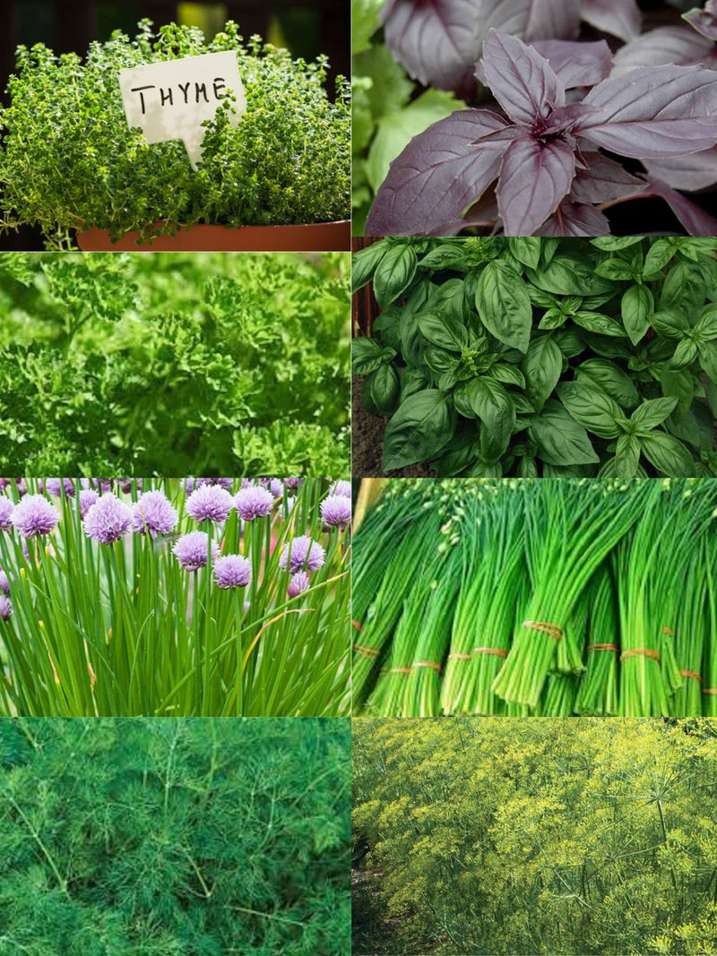 Herb Kit Seeds - 8 Varieties  - Heirloom All Canadian Heirloom Seeds seeds bulk