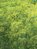 Herb Seeds 200+ Organic - Bouquet Dill Herb Seeds - Heirloom All Canadian Heirloom Seeds seeds bulk