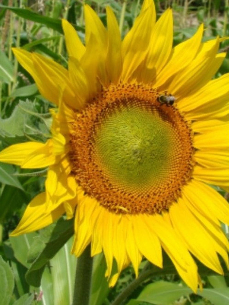 50 Pcs Peredovic Organic sunflower seeds - Very tall Flower-Heirloom Variety-FL655- Prolific Producer of Sunflower oil-Russian Heirloom flower spore