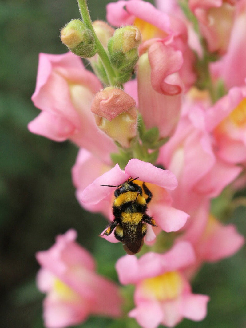PINK SNAPDRAGON Flower SEEDS - Tall Stems Perfect for Fresh Cut Flower Arrangement Crafts Fresh from the Garden - Cut Flower Garden Seeds flower seeds