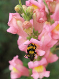 PINK SNAPDRAGON Flower SEEDS - Tall Stems Perfect for Fresh Cut Flower Arrangement Crafts Fresh from the Garden - Cut Flower Garden Seeds flower spore