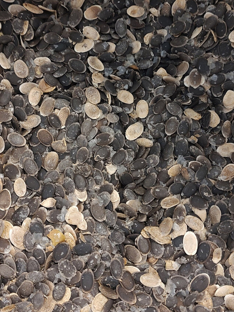 Luffa Seeds: 1 oz (Approx. 50 Seeds) seeds bulk