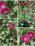 VARIEGATED MORNING GLORY Flower Seeds - White Variegation on Leaves with Fuchsia Pink Heavenly Flowers / Variegate Foliage on Vine/ Climber flower seeds