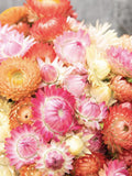 Seashells Pastel Mix Strawflower, Bracteantha bracteata, For Dried Flowers, 40 Seeds flower seeds