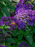 HELIOTROPE VANILLA FLOWER Seeds - Princess Marina / An Oldie / Garden Heliotrope Attract Bees Butterflies and Smiles like Vanilla in Garden flower seeds