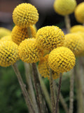 RARE GOLF BALL Craspedia Globosa Flower Seeds - Billy Button l Drumstick Flower l Woollyheads l Sun Ball l Dried Flower or Fresh Cut Flower flower seeds