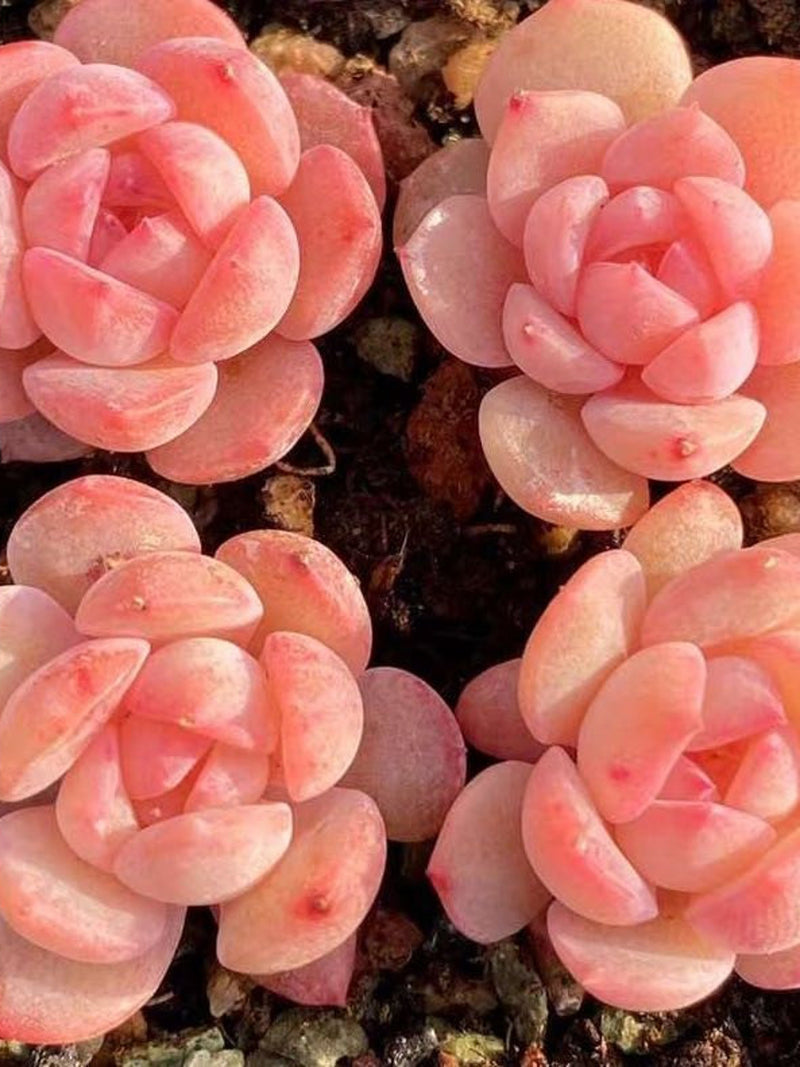 buy3get1free. Succulents seeds [30 seeds], MIX SEEDS seeds bulk
