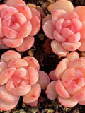 buy3get1free. Succulents seeds [30 seeds], MIX SEEDS seeds bulk
