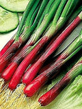 Vegetable Seeds 150+ Red Beard Bunching Onion/ Scallion- Heirloom - Organic All Canadian Heirloom Seeds seeds bulk