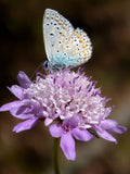 Sweet Dwarf Pincushion Scabiosa Flower Seeds - Columbaria BUTTERFLY BLUE NOTE Cut Flower Garden / Perennial Garden Wildflower Bouquet Filler flower seeds