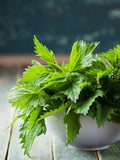 Bulk Stinging Nettle Seeds UR011C seeds bulk