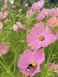 Apricotta Cosmos Seeds | Apricot-Rose Flower, Cottage Garden, 25 Seeds flower spore