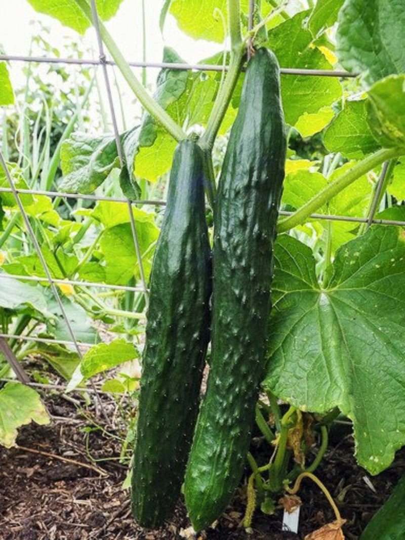 Cucumber Vegetable Seeds 25+ Suyo Long Cucumber Seed - Heirloom - Organic All Canadian Heirloom Seeds seeds bulk