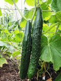 Cucumber Vegetable Seeds 25+ Suyo Long Cucumber Seed - Heirloom - Organic All Canadian Heirloom Seeds seeds bulk