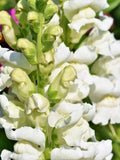 WHITE SNAPDRAGON FLOWER Seeds - Tall Cut Flower Ideal for Wedding Arrangements / Fresh Floral Bouquet from The Garden - Snapdragon Seeds flower seeds