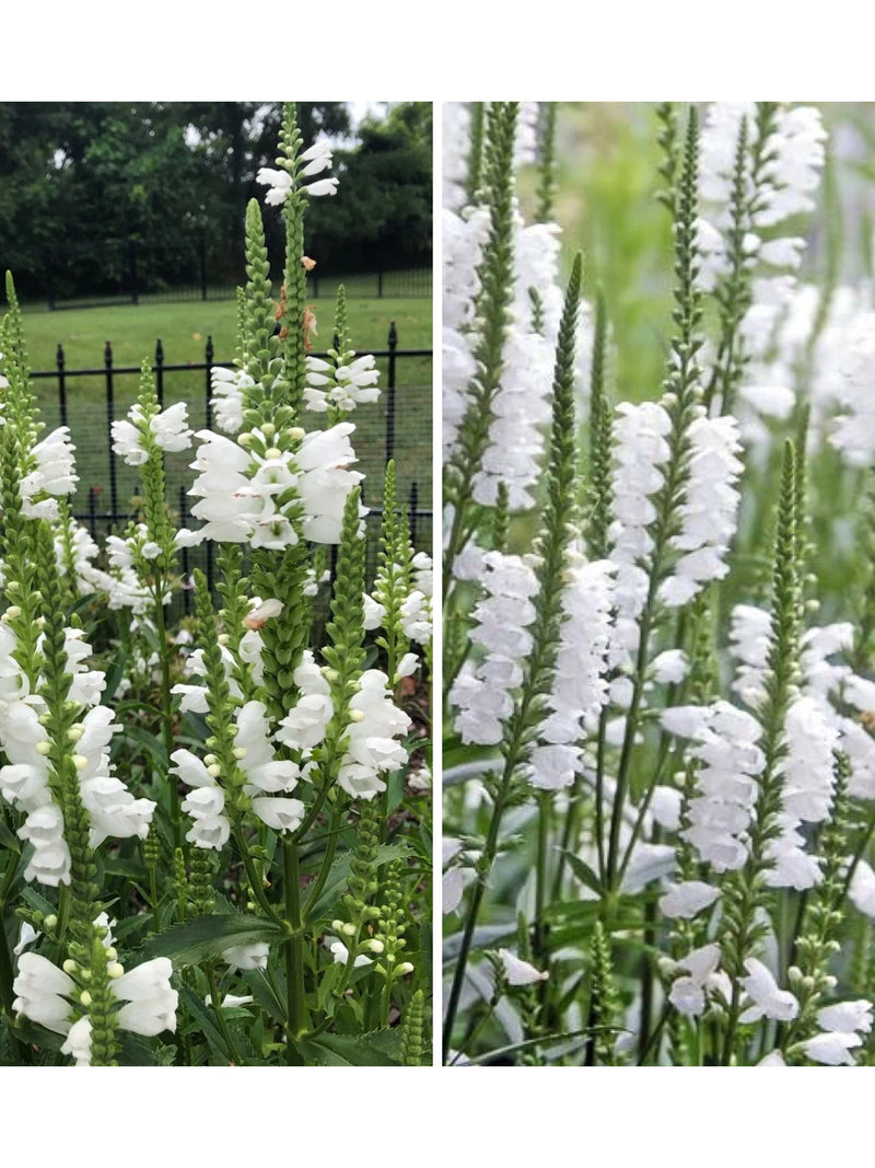 10+ WHITE OBEDIENT PLANT Seeds - Perennial False Dragonhead l  Native Canadian Wildflower l Physostegia Virginiana l Non Gmo Wildflower Seed flower seeds