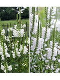 10+ WHITE OBEDIENT PLANT Seeds - Perennial False Dragonhead l  Native Canadian Wildflower l Physostegia Virginiana l Non Gmo Wildflower Seed flower seeds
